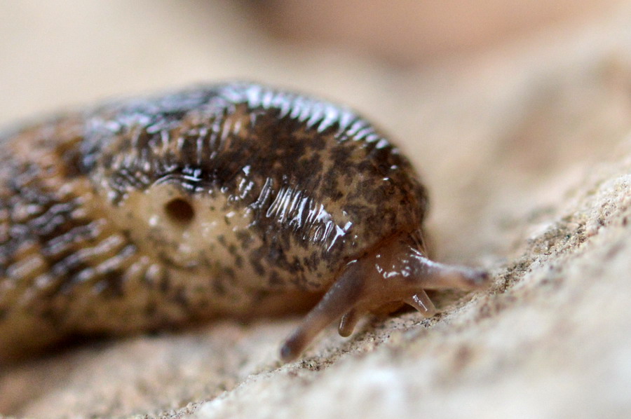 Deroceras del gr. reticulatum dalla campagna romana